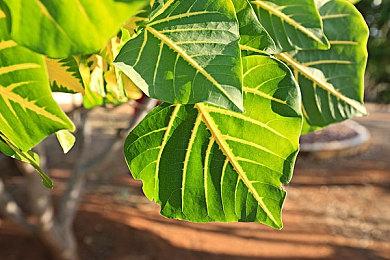 《活侠传》Steam多半差评 存档有问题